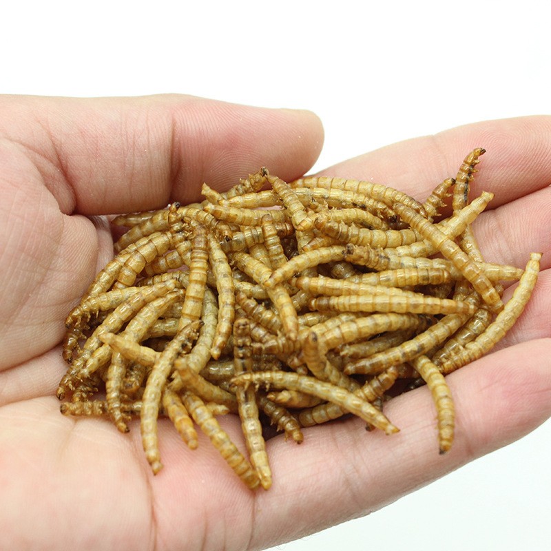 Dried Mealworms Factory - Wholesale No Additives