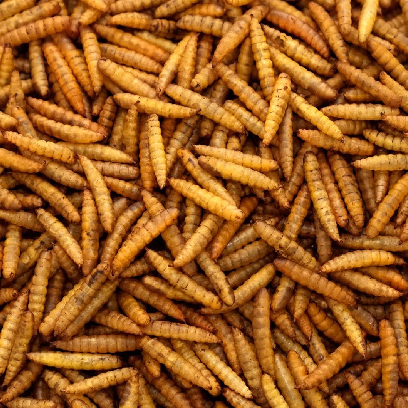 Black Soldier Fly Larvae Supplier - 100% Natural Dried