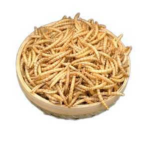 Dried Mealworms Manufacturer - 100% Pure High Protein