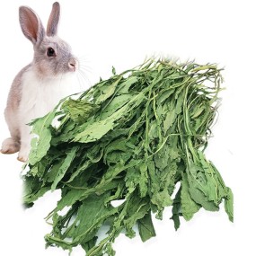 Rabbit Hay Snacks Supplier - Natural Dandelion Grass