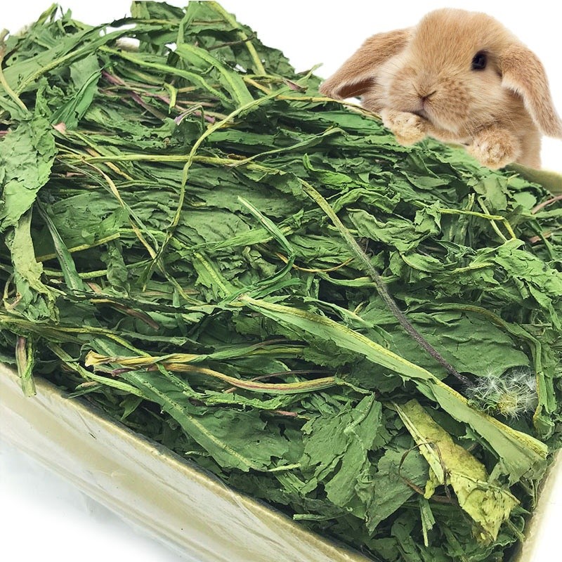 Rabbit Hay Snacks Supplier - Natural Dandelion Grass