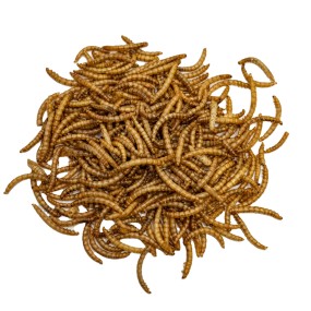 Mealworms Supplier - High Protein No Preservatives