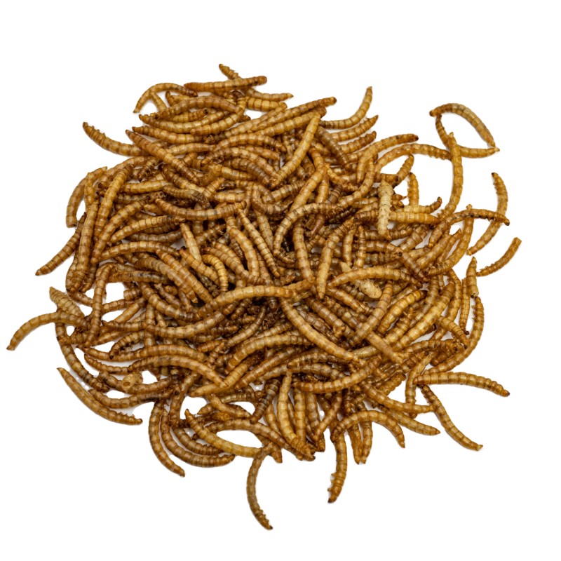 Mealworms Supplier - High Protein No Preservatives