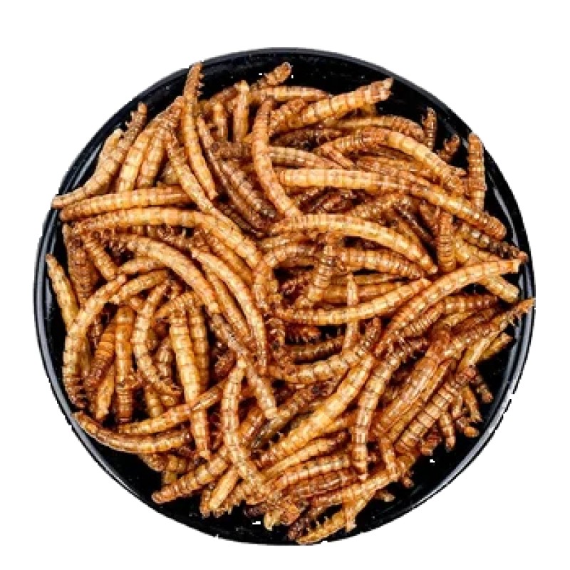BSF Larvae Factory - High Protein Microwave Dried