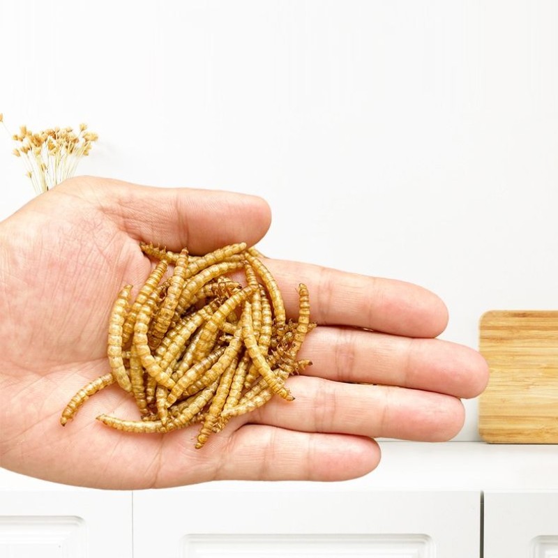 Dried Mealworms Manufacturer - Hot Selling Organic