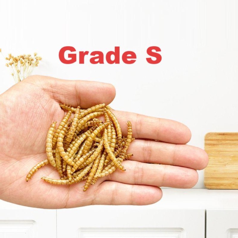 Mealworms Supplier - High Protein No Preservatives