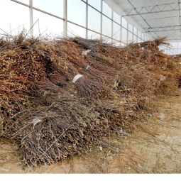 Teething Stick Snack Factory - Dried Apple Branch Natural