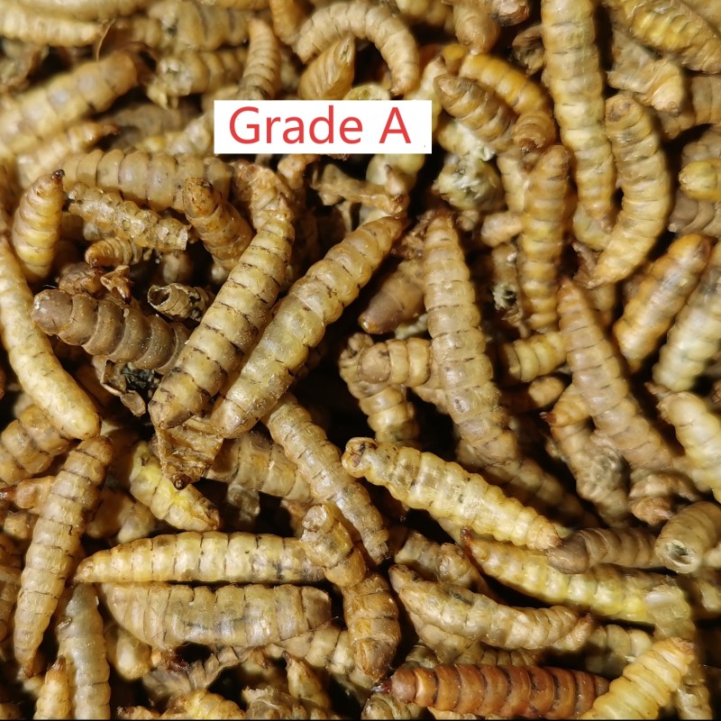 Mealworms Supplier - High Protein No Preservatives
