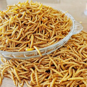 Dried Mealworms Manufacturer - Hot Selling Organic