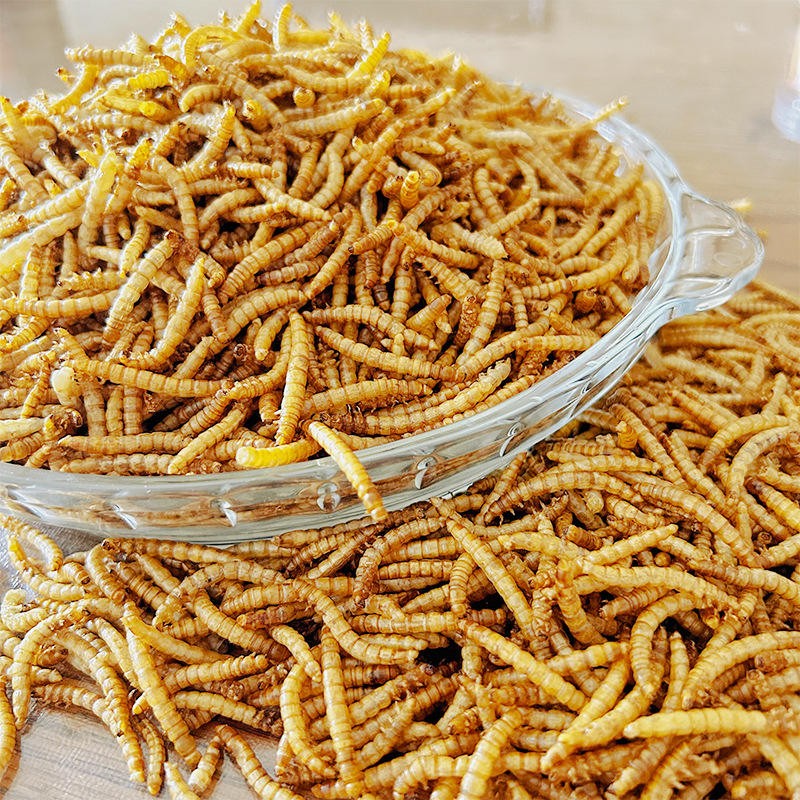 Dried Mealworms Manufacturer - Hot Selling Organic