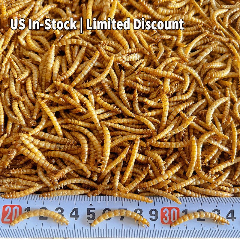Mealworms Supplier - High Protein No Preservatives