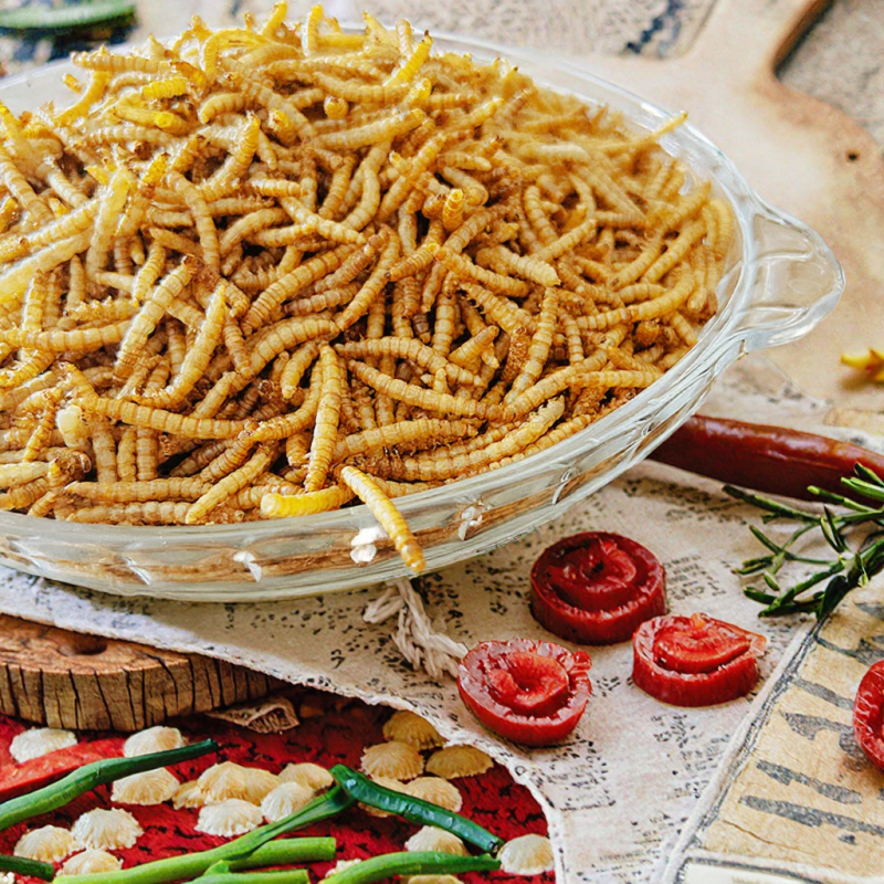 BSF Larvae Factory - High Protein Microwave Dried