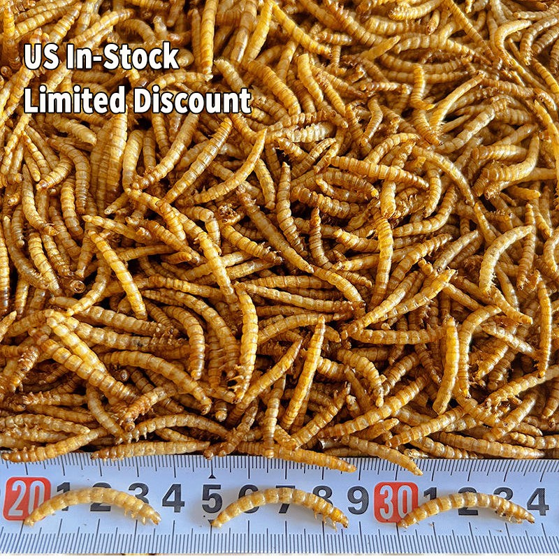 Dry Marine Worms Factory - Limited Discount Fishing