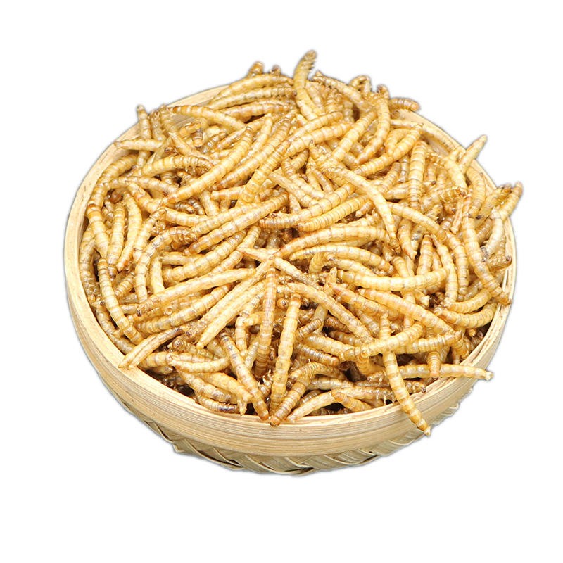 Dried Mealworms Manufacturer - Hot Selling Organic