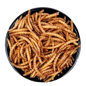 Pet Treat Feed Supplier - Bulk Mealworm Cricket