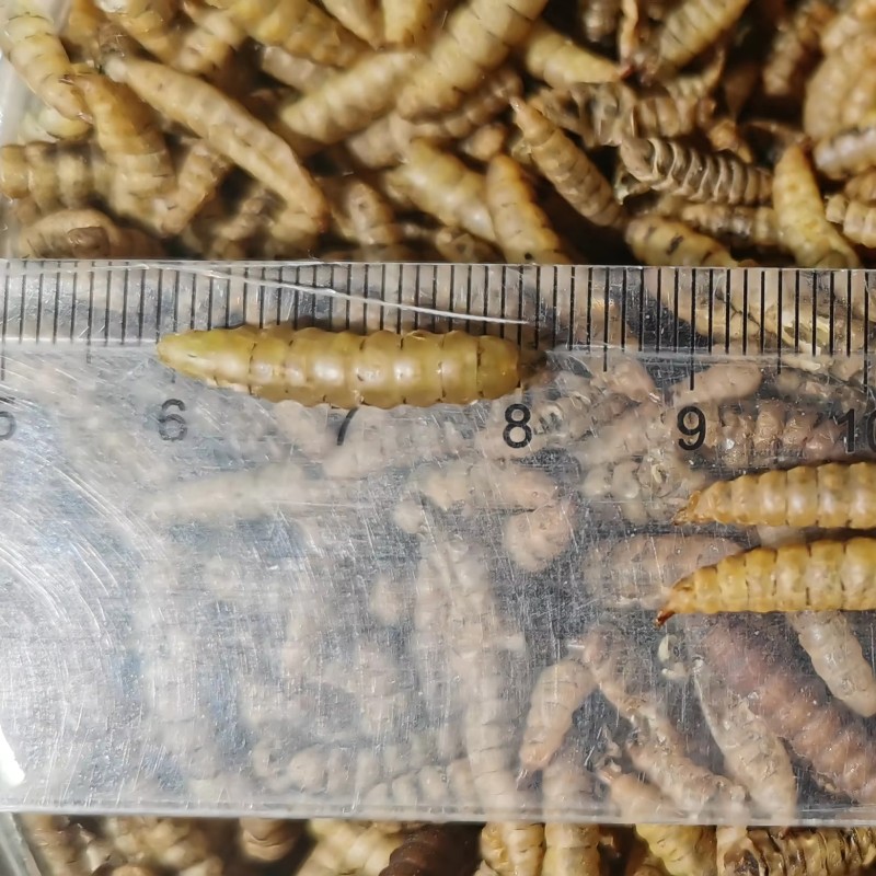 Mealworms Supplier - High Protein No Preservatives