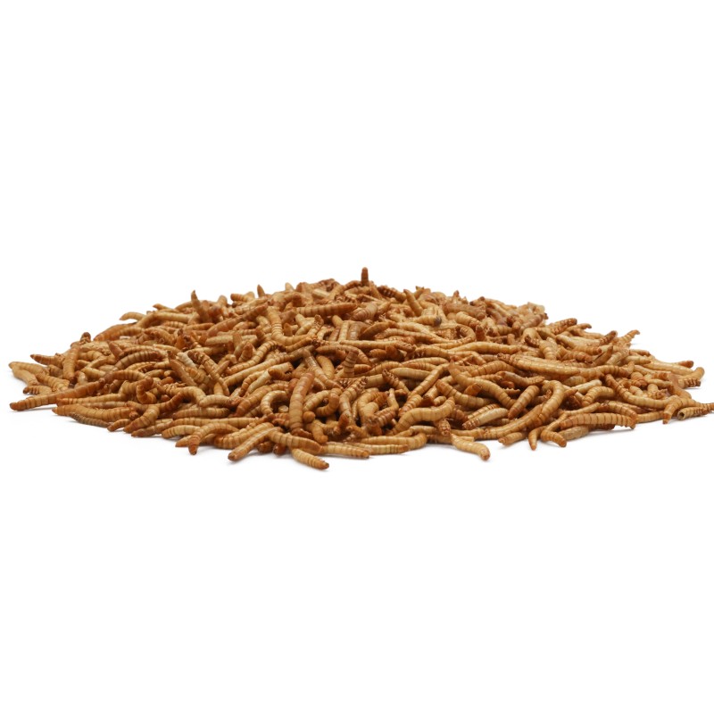 Chicken Feed Manufacturer - Wholesale Organic Non GMO