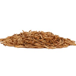 Dried Mealworms Factory - OEM ODM Best Selling