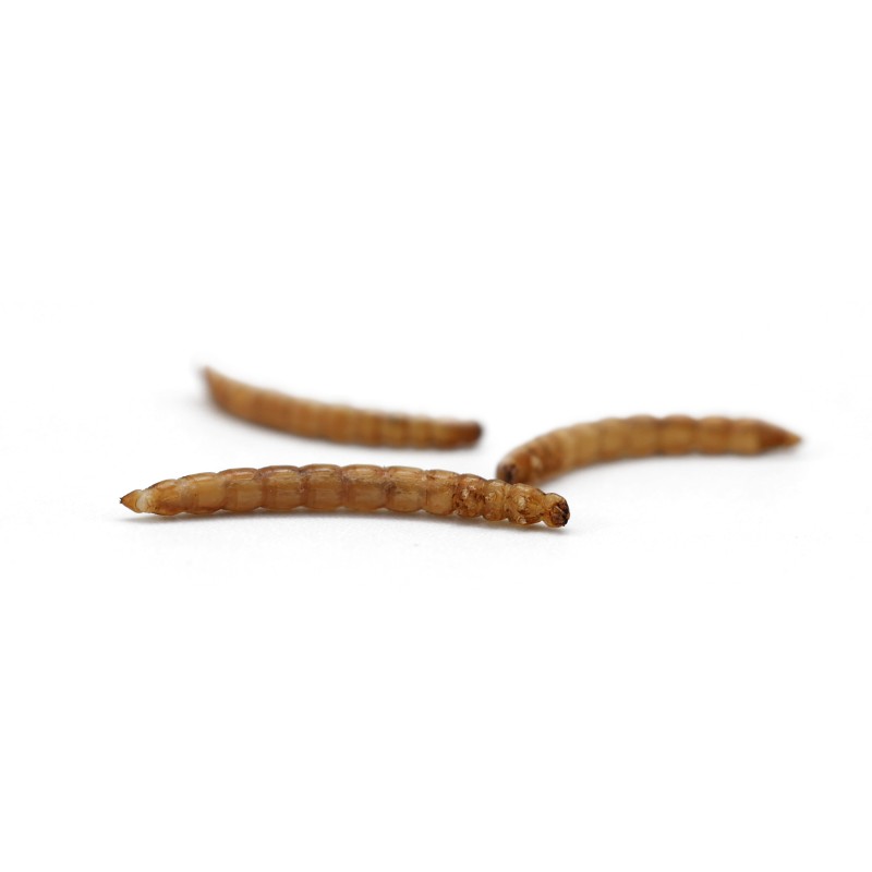 Dried Mealworms Manufacturer - High Protein Non GMO