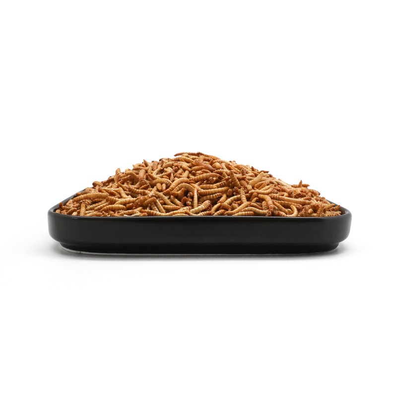 Dried Mealworms Supplier - Manufacturer Wholesale Wild