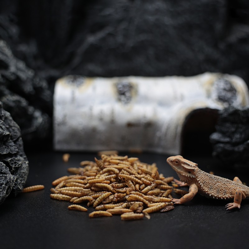 Pet Nutrition Supplement Factory - Ranova Microwave Dried