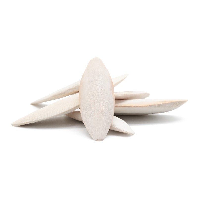 Cuttlefish Bones Supplier - Ranova Cuttlefish Bones for Birds Food Natural or Bleached White Color