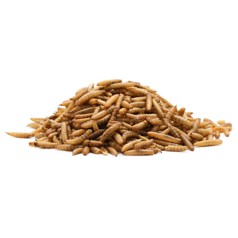 Dried Black Soldier Fly Manufacturer - Wholesale Pure