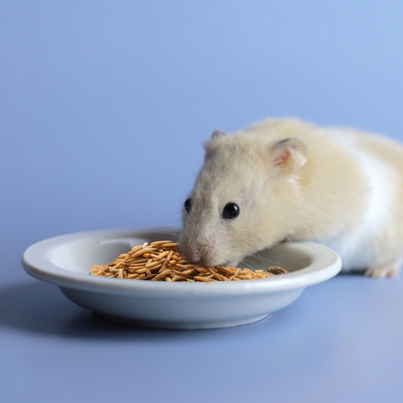 Dried Black Soldier Fly Supplier - OEM ODM Private