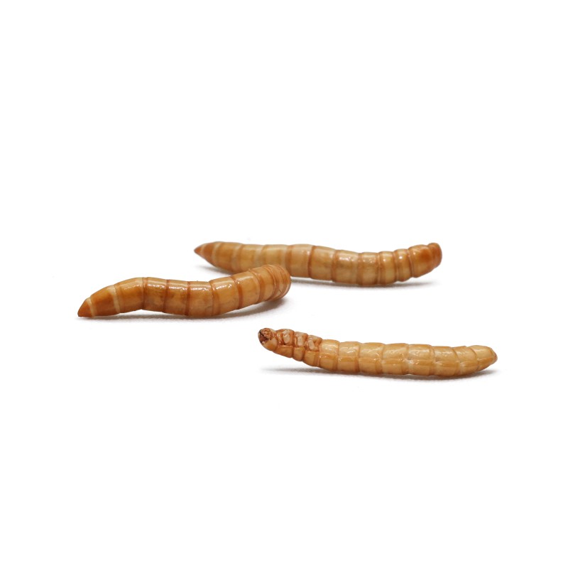 Hamster Food Manufacturer - Ranova OEM Freeze Dried Hamster Food Reptile Food Bulk Mealworms Supplier