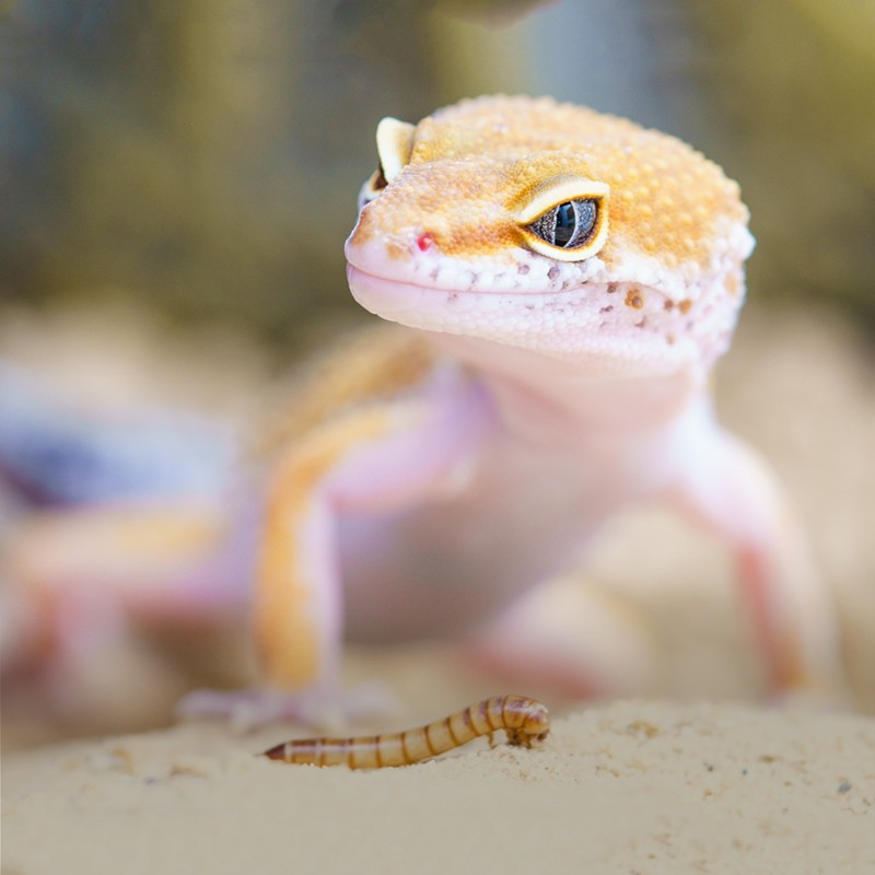 Dried Mealworms Supplier - Ranova No Additives Small