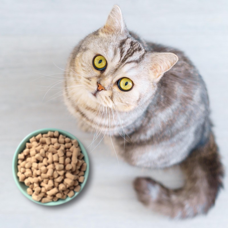 Cat Dry Food Supplier - OEM Grain Free Sensitive