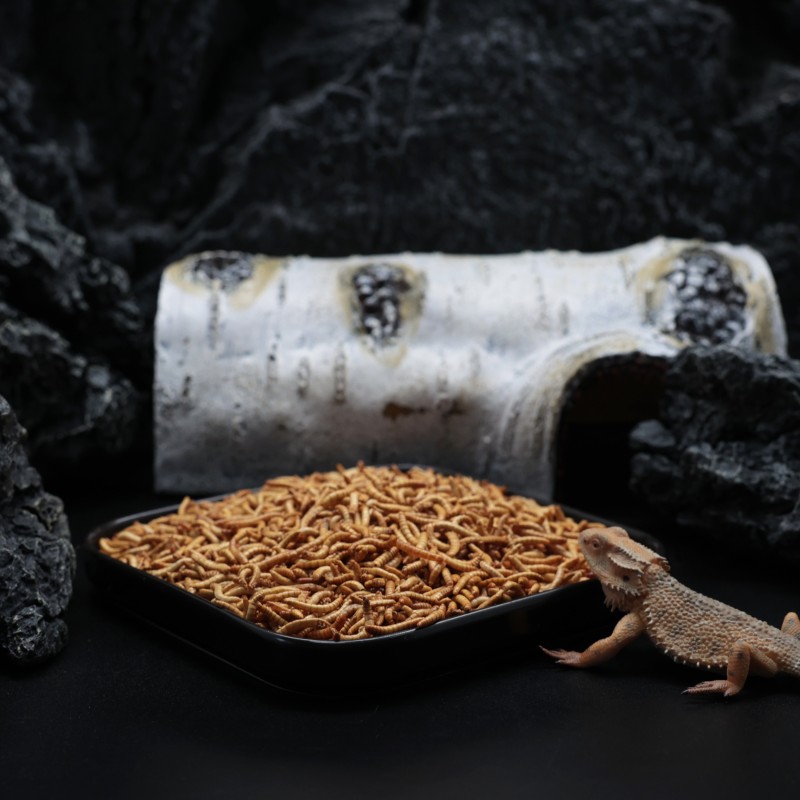 Dried Mealworms Supplier - Manufacturer Wholesale Wild
