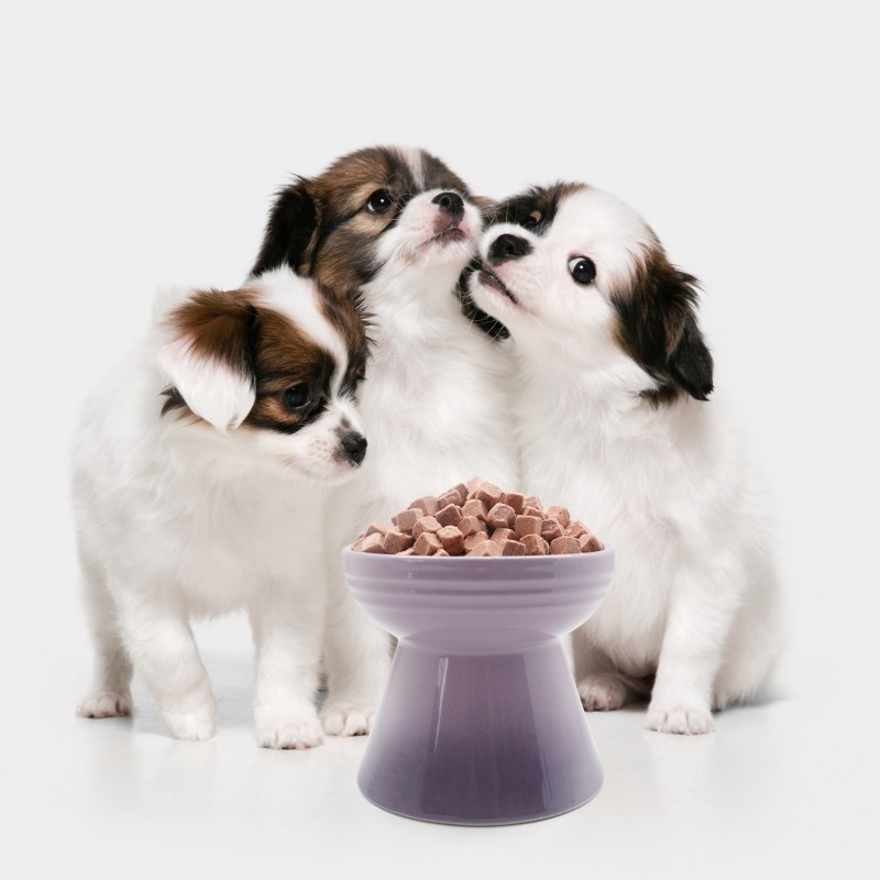 Freeze Dried Cat Treats Factory - Ranova Cranberry Salmon