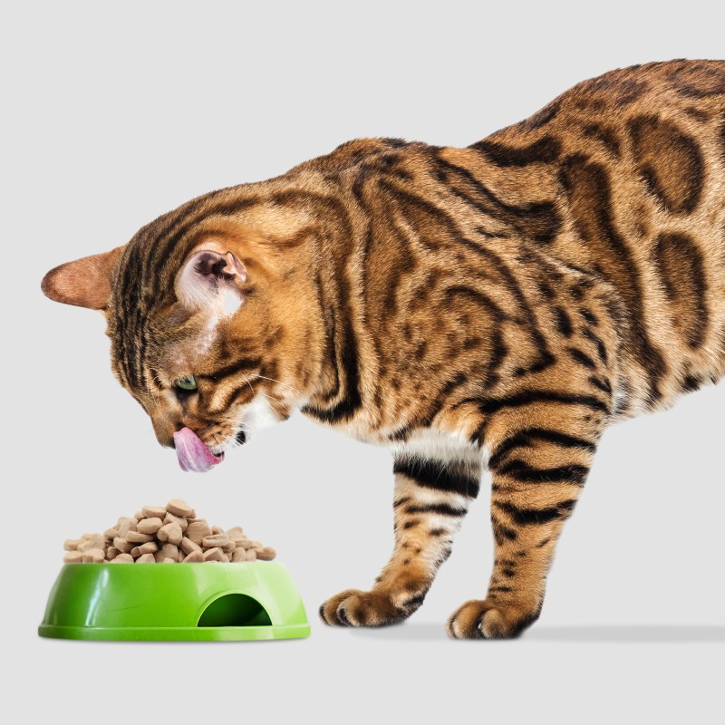 Freeze Dried Mealworm Factory - OEM High Quality Premium