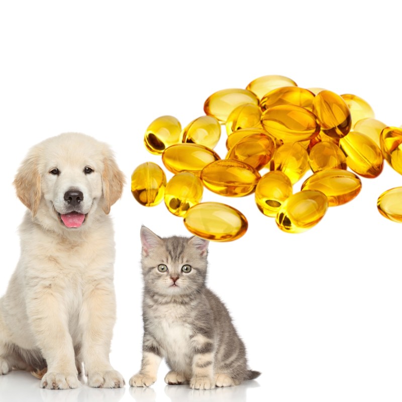 Immunity Supplement Supplier - Wholesale Fish Oil Capsules