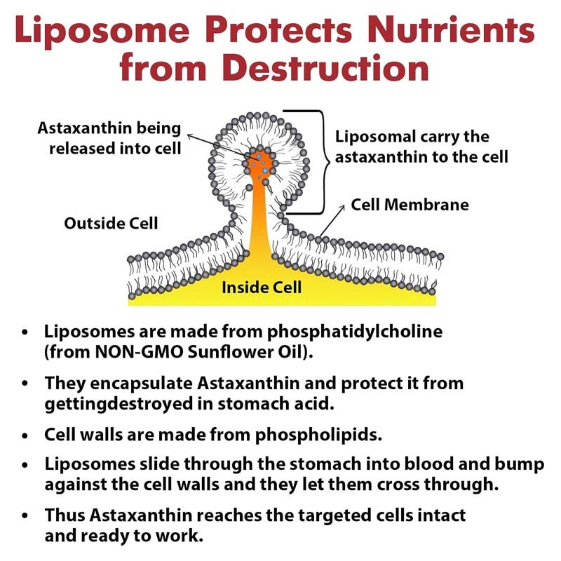Liposomal Astaxanthin Manufacturer - OEM ODM Maximum Absorption
