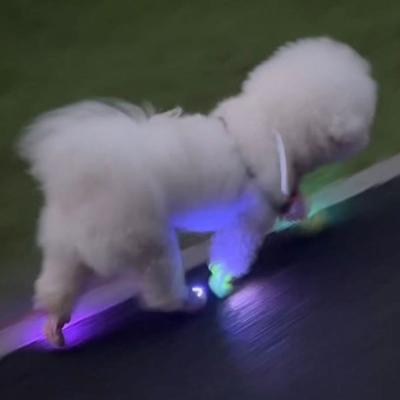 Pet Shoe LED Lights Manufacturer - Wholesale Clip On Safety