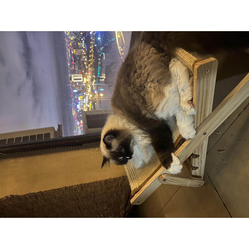 Wooden Cat Hammock Manufacturer - Foldable Sisal Seat