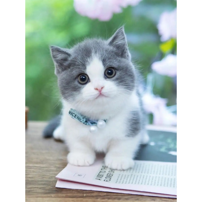 Cat Nutritional Supplement Supplier - Wholesale Health Support