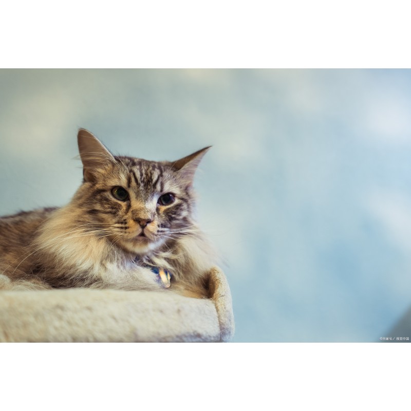 Cat Nutritional Supplement Supplier - Wholesale Health Support
