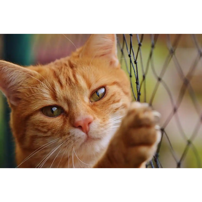 Cat Nutritional Supplement Supplier - Wholesale Health Support