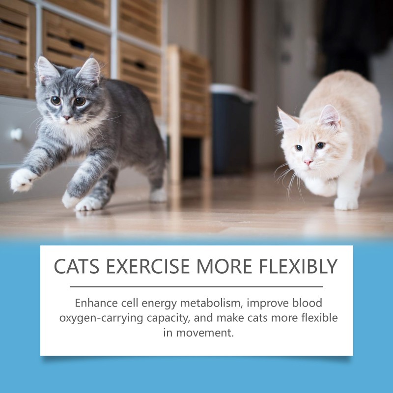 Feline Coenzyme Q10 Factory - Premium Heart Metabolism