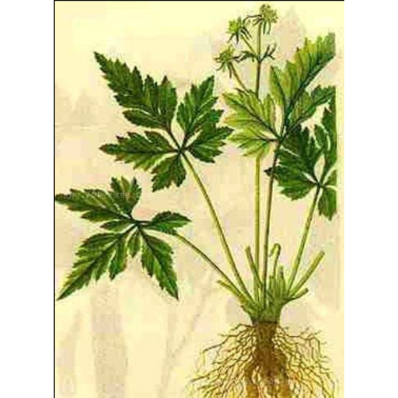 Berberine Capsules Manufacturer - Private Label Herbal Extract 1000 mg Hydrochloride