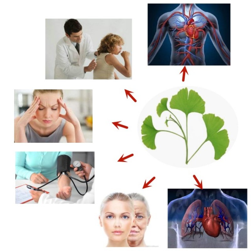 Ginkgo Biloba Powder Manufacturer - Organic Herbal Extract Immunity Cognition Booster