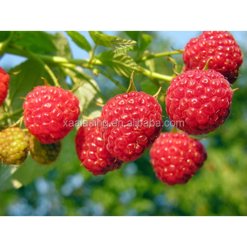 Bilberry Extract Capsules Supplier - ODM OEM Natural Organic for Eye Health Vision