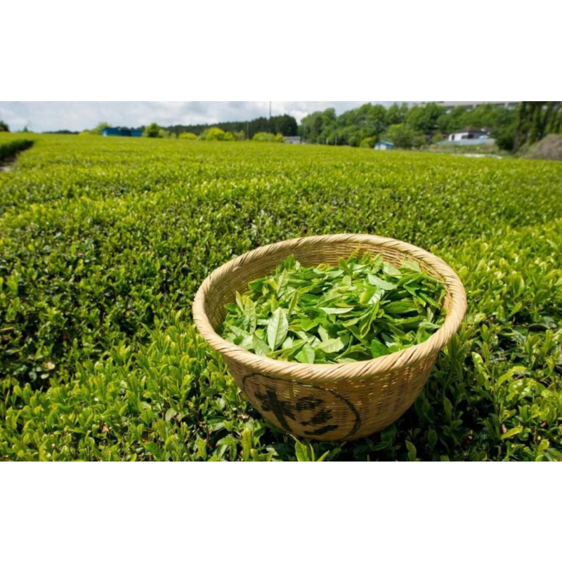 Slimming Tea Supplier - ODM OEM High Quality Food Grade Flat Belly Detox