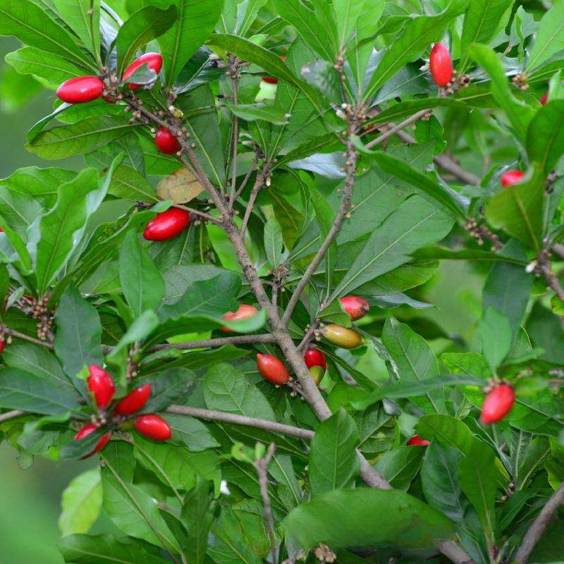 Miracle Fruit Berries Factory - Wholesale Freeze Dried Food Grade Extract Supplement