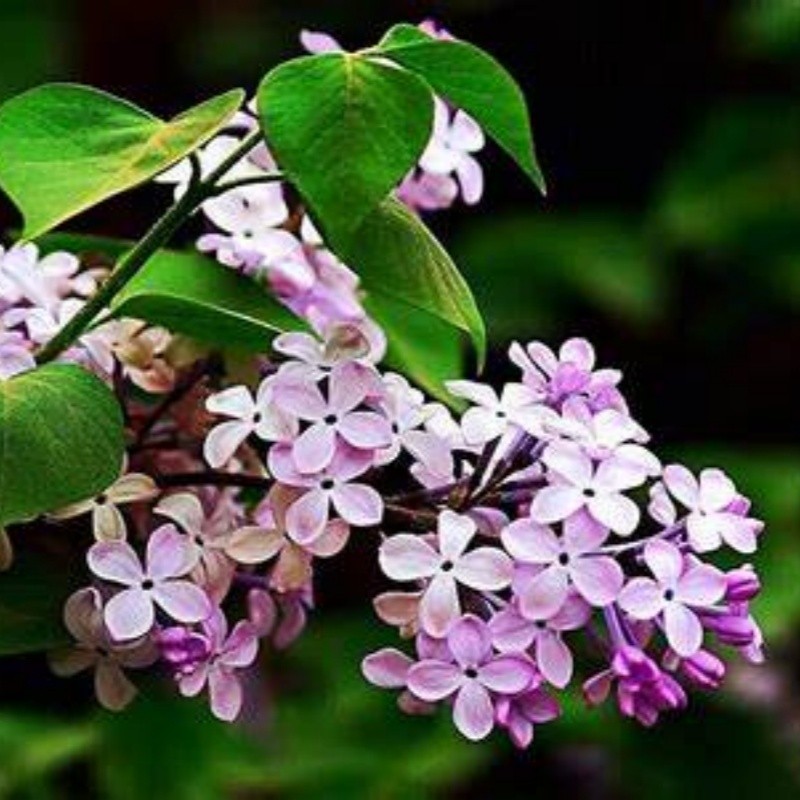 Clove Oil Manufacturer - 100% Pure Natural Food Grade High Quality Eugenol