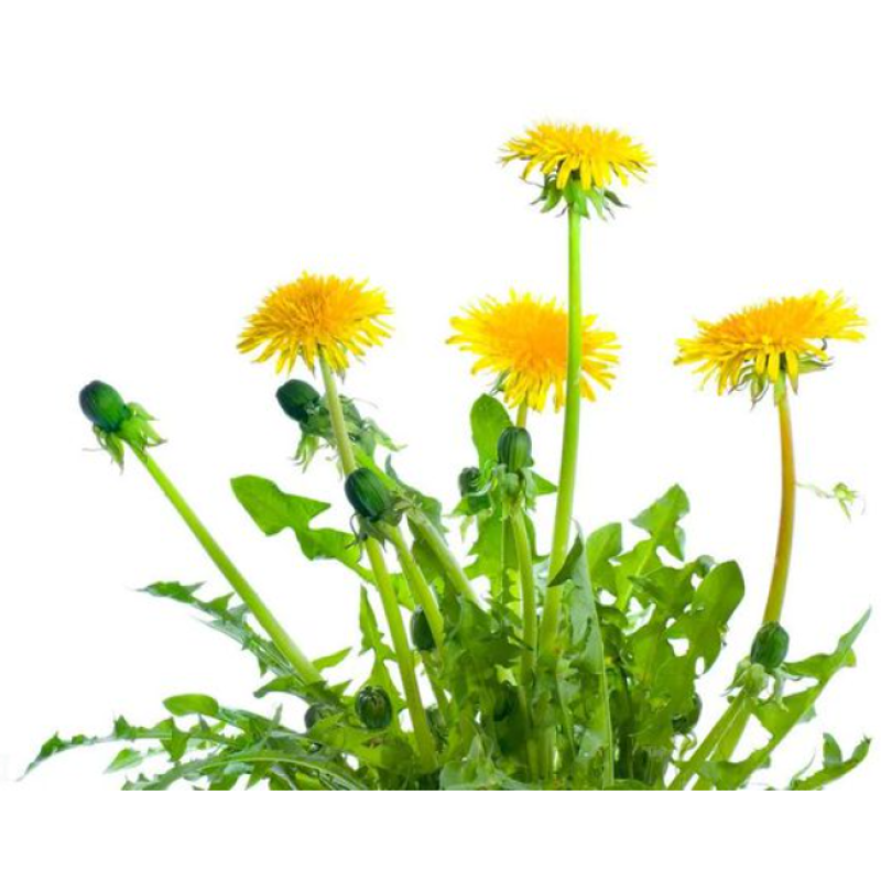 Dandelion Capsule Factory - OEM Private Label Non-GMO Root Extract Liver Health