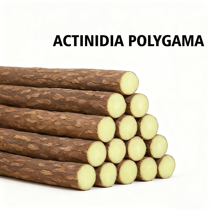 Silver Vine Chew Stick Supplier - OEM Actinidia Polygama Natural Factory Direct